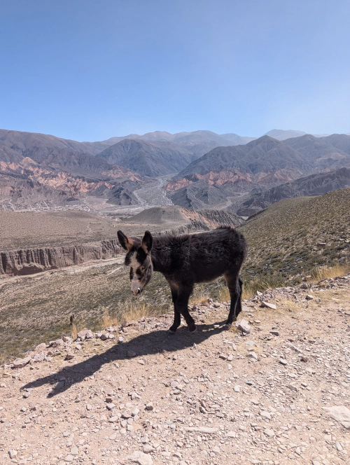 Tilcara Donkey