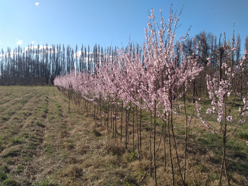 Apple farm